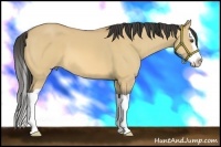 Horse Color:Buckskin Dun Splash