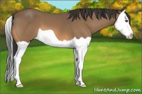 Horse Color:Buckskin Splash 