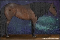 Horse Color:Bay Sabino 