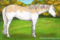 Horse Color:Gold Champagne Splash