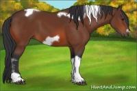 Horse Color:Bay Tobiano Frame 