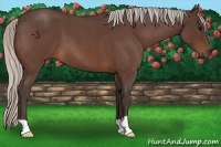Horse Color:Silver Bay Roan