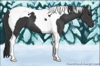 Horse Color:Smoky Black Tobiano 