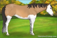 Horse Color:Buckskin Splash