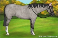Horse Color:Smoky Grullo Roan 