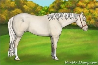 Horse Color:Palomino Pearl Dun 
