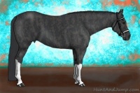 Horse Color:Black  Brindle