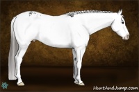 Horse Color:Black Sabino Appaloosa and Black Sabino Appaloosa