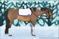 Horse Color:Buckskin Tobiano 