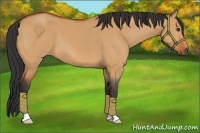 Horse Color:Bay Dun