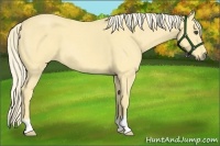 Horse Color:Palomino Roan Dun 