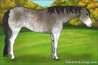 Horse Color:White Spotted Brown Dun Sabino Rabicano 