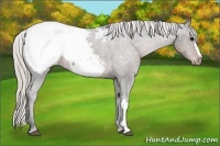 Horse Color:Silver Black Snowcap 