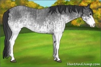 Horse Color:White Spotted Blue Roan Rabicano  and White Spotted Blue Roan Rabicano 