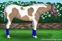Horse Color:Silver Bay Dun Tobiano