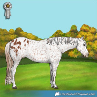 Horse Color:Chestnut Appaloosa