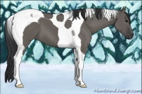 Horse Color:Grullo Tobiano