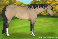 Horse Color:Buckskin Roan Dun