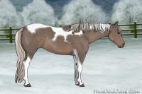 Horse Color:Silver Black Tobiano 
