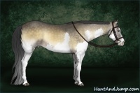 Horse Color:Buckskin Onyx Splash