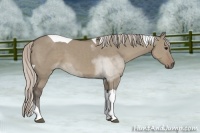 Horse Color:Silver Grullo Tobiano