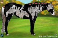 Horse Color:Brown Splash Tobiano Appaloosa