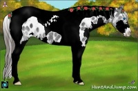 Horse Color:Black Splash Tobiano Appaloosa Rabicano 