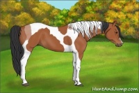 Horse Color:Bay Tobiano 