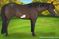 Horse Color:Bay Frame