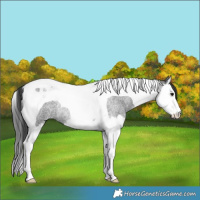 Horse Color:Blue Roan Splash Tobiano Rabicano 