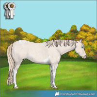 Horse Color:Smoky Creme Roan Tobiano