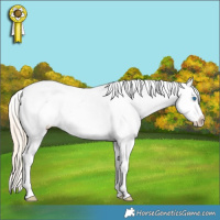 Horse Color:Perlino Roan Splash Appaloosa 