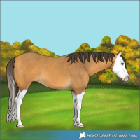 Horse Color:Buckskin Splash 