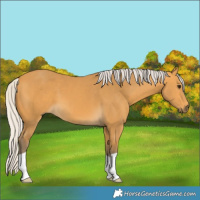 Horse Color:Silver Buckskin 