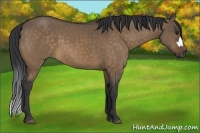 Horse Color:Bay Dun 