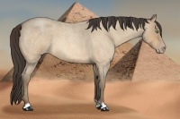 Horse Color:Amber Cream Champagne Roan 