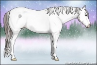 Horse Color:White Spotted Bay Appaloosa Rabicano 