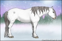 Horse Color:Brown Appaloosa