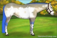 Horse Color:Watercolor Bay Onyx Frame 