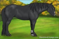 Horse Color:Black Sabino 