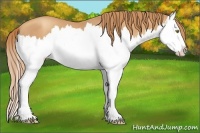 Horse Color:Gold Champagne Splash 
