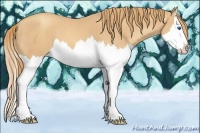 Horse Color:Gold Champagne Splash