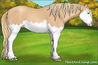 Horse Color:Gold Champagne Splash