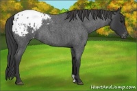 Horse Color:Blue Roan Appaloosa