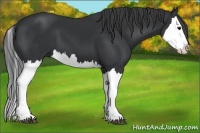 Horse Color:Black Splash