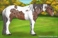 Horse Color:Bay Tobiano Appaloosa 