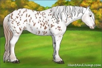 Horse Color:Chestnut Appaloosa