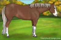 Horse Color:Chestnut Splash 