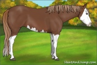 Horse Color:Chestnut Splash 