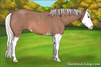 Horse Color:Silver Bay Roan Splash